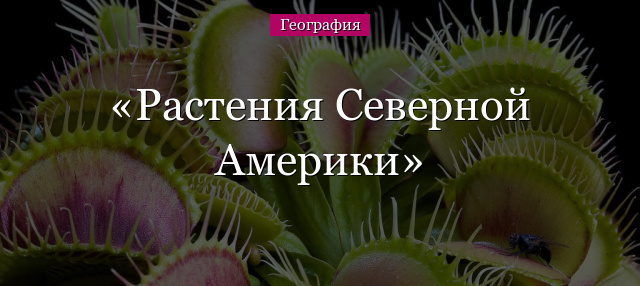 Растения Северной Америки