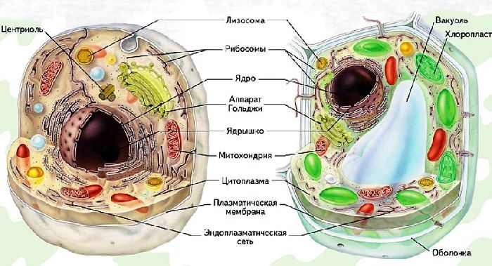 Растительная и животная клетка