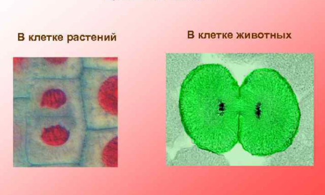 Растительная и животная клетка