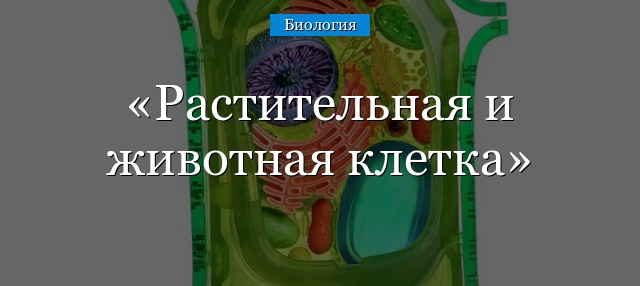 Растительная и животная клетка