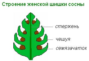 Размножение голосеменных растений