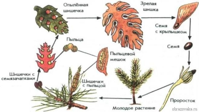 Размножение голосеменных растений