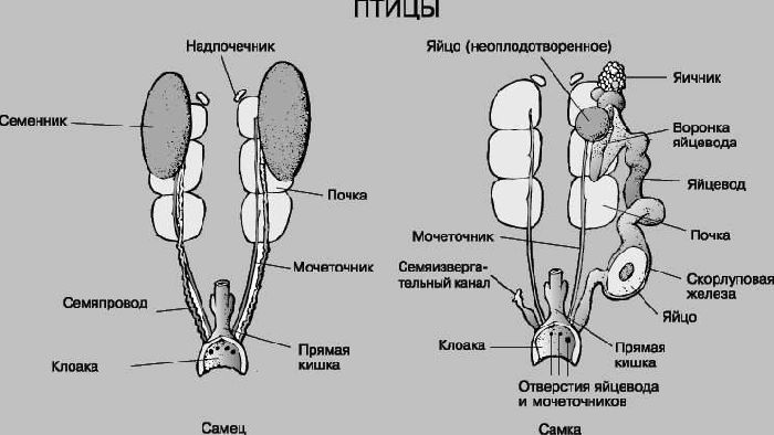 Размножение и развитие птиц