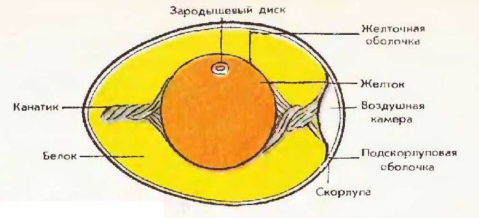 Размножение и развитие птиц