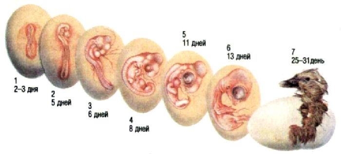 Размножение и развитие птиц