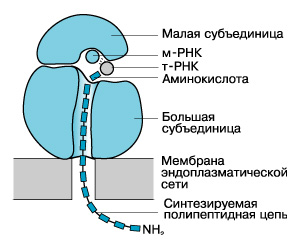 Рибосомы