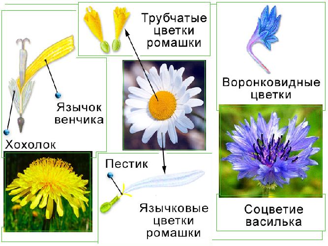 Семейство Cложноцветные