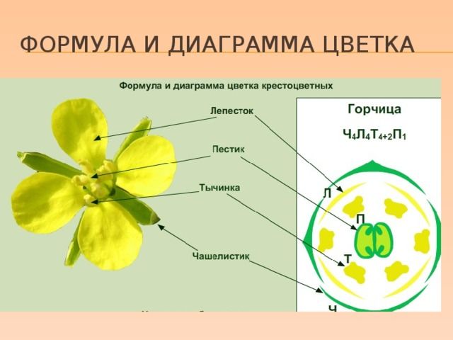 Семейство Крестоцветные