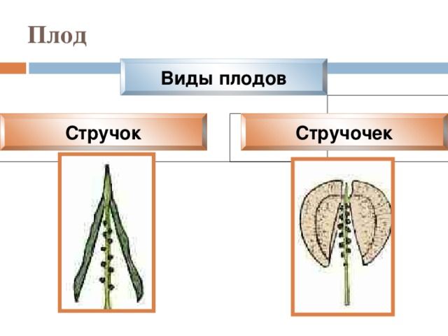 Семейство Крестоцветные