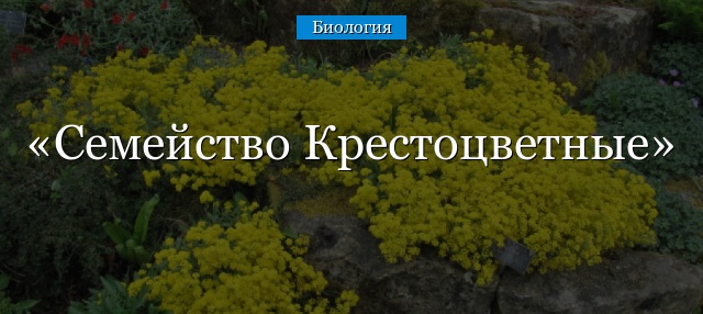 Семейство Крестоцветные