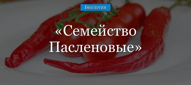 Семейство Пасленовые