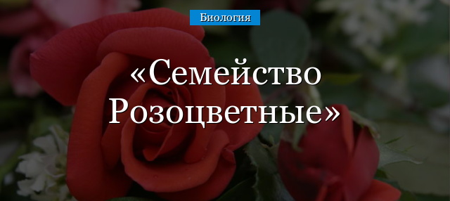 Семейство Розоцветные