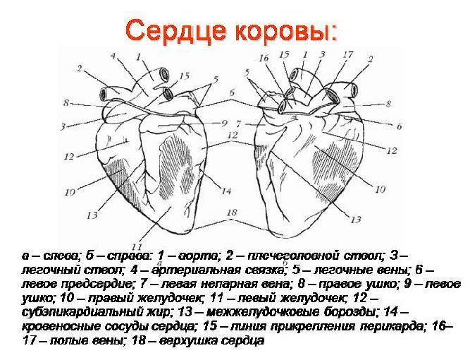 Сердце млекопитающих