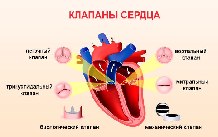 Сердце млекопитающих