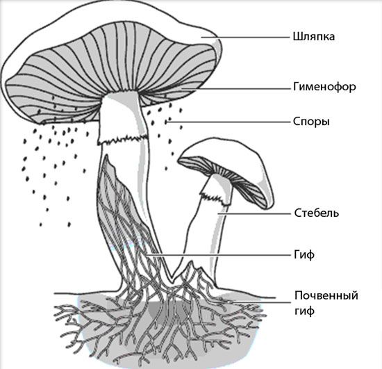 Шляпочные грибы