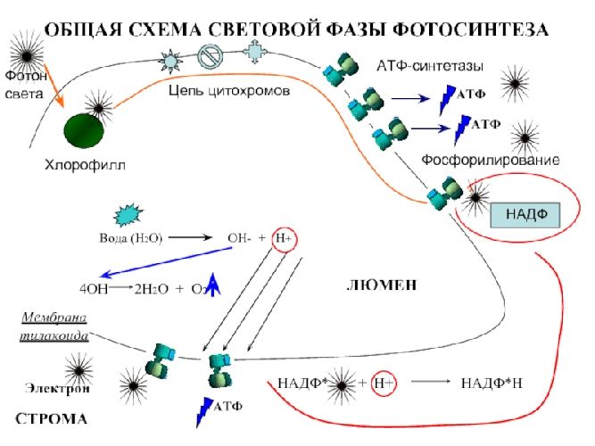 Синтез АТФ