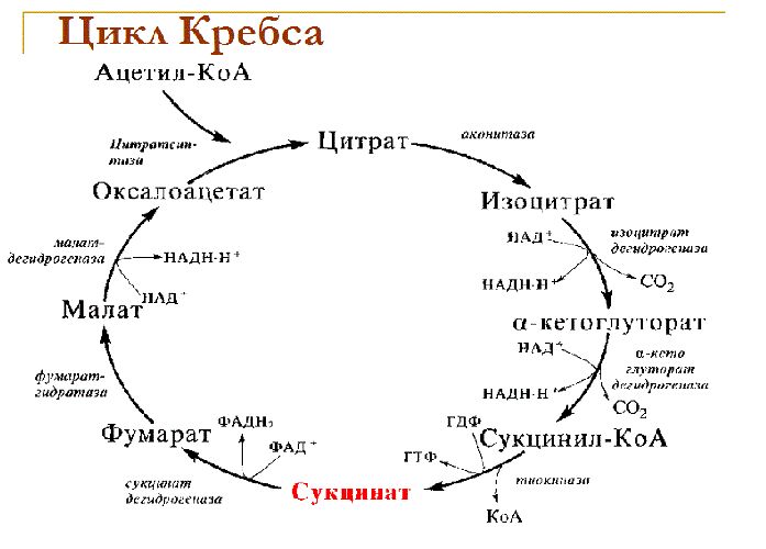 Синтез АТФ