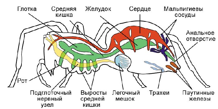 Системы органов животных