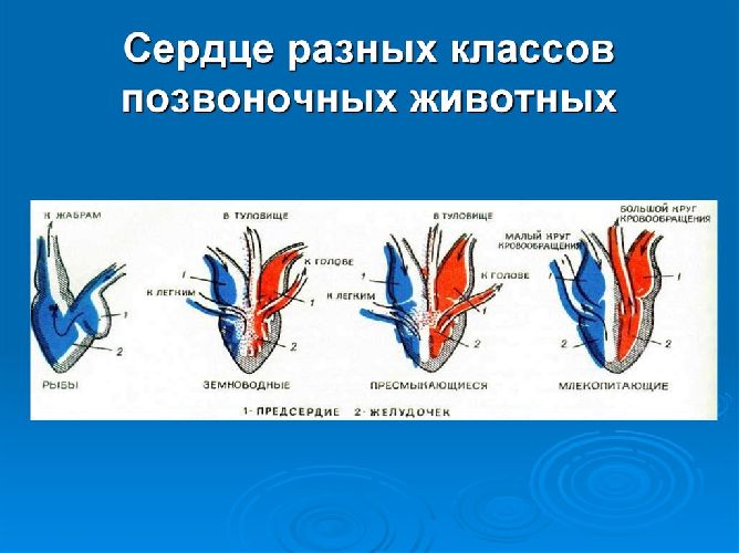 Системы органов животных