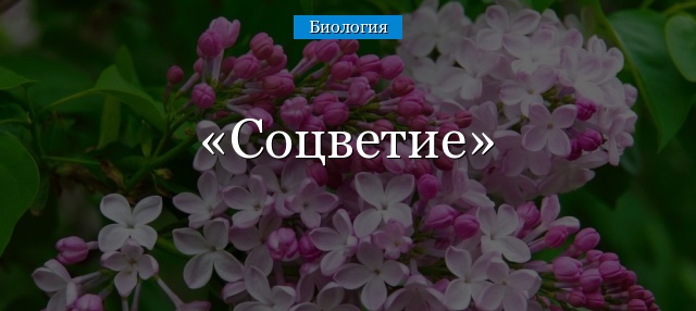 Соцветие