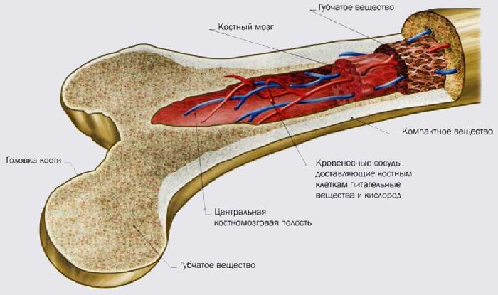 Специфический и неспецифический иммунитет