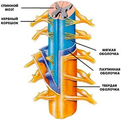 Спинной мозг – строение и функции