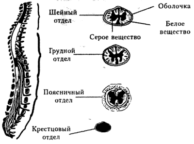 Спинной мозг – строение и функции