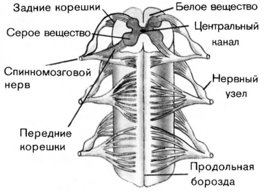 Спинной мозг – строение и функции