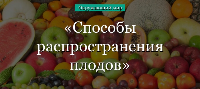 Способы распространения плодов