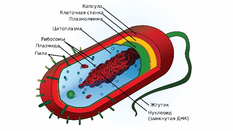 Строение бактериальной клетки