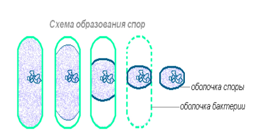 Строение бактериальной клетки