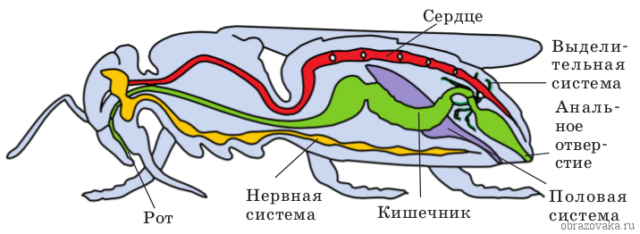 Строение Членистоногих