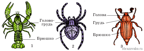 Строение Членистоногих