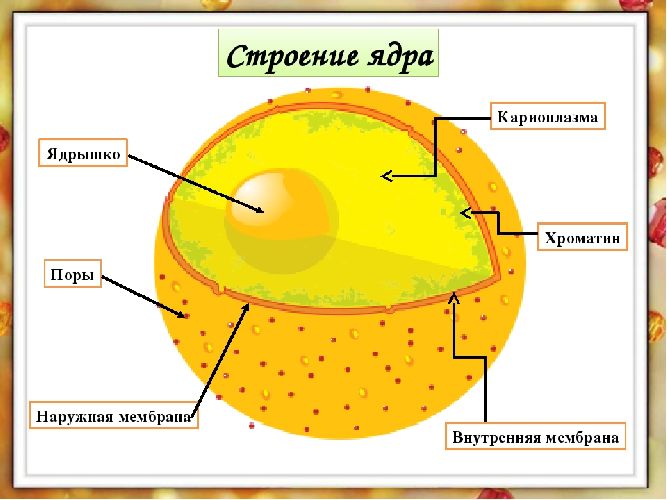 Строение эукариотической клетки