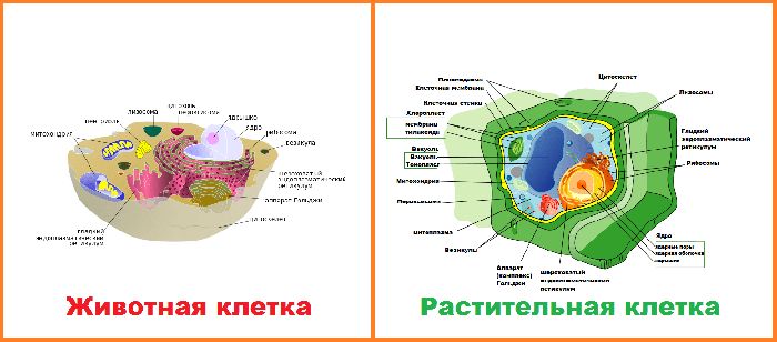 Строение эукариотической клетки