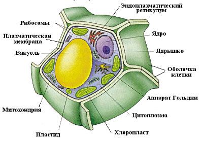 Строение грибов