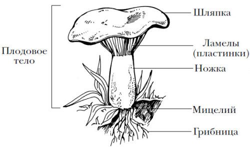 Строение грибов