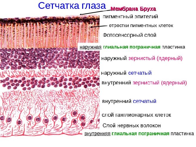 Строение и функции глаза