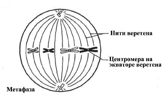 Строение и функции клеточного центра