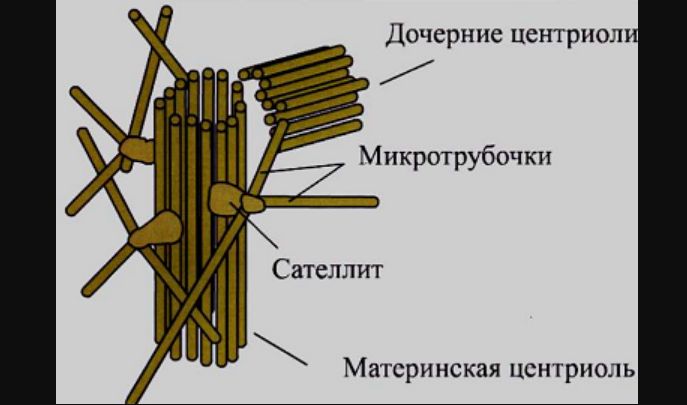 Строение и функции клеточного центра