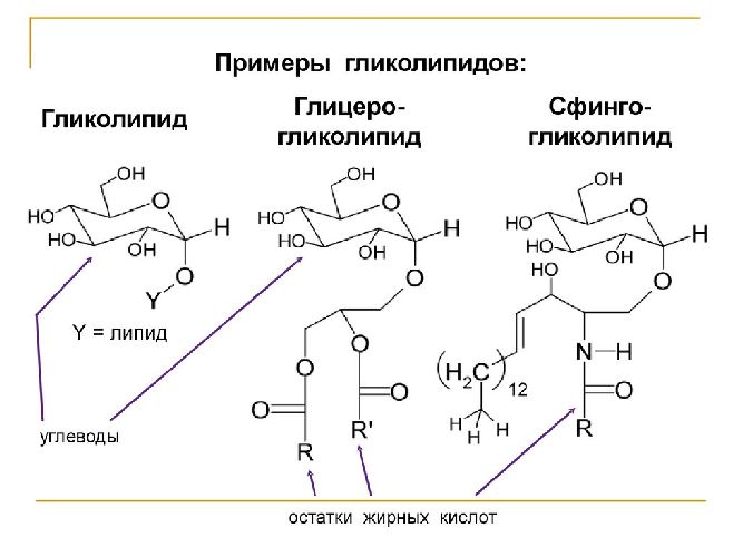 Строение и функции комплекса Гольджи