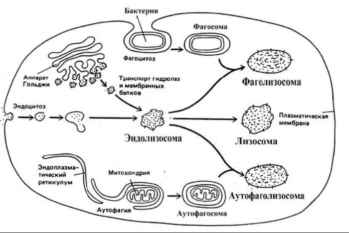 Строение и функции комплекса Гольджи