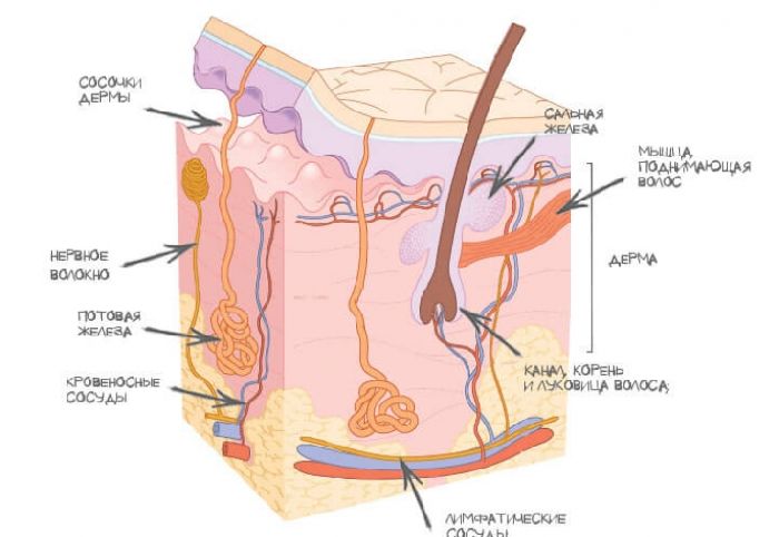 Строение и функции кожи человека