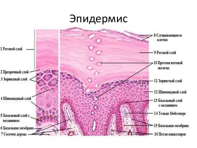 Строение и функции кожи человека