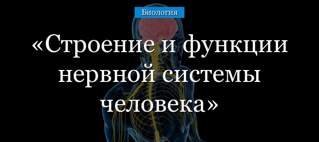 Строение и функции нервной системы человека