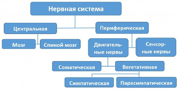 Строение и функции нервной системы человека