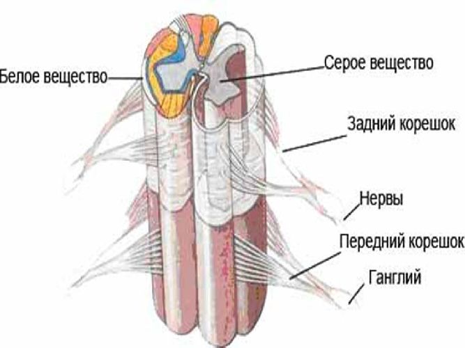 Строение и функции спинного мозга