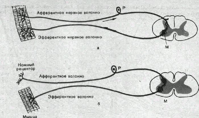 Строение и функции спинного мозга