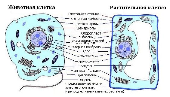 Строение клетки