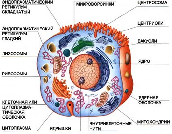 Строение клетки человека